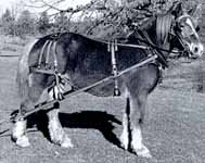 parade harness